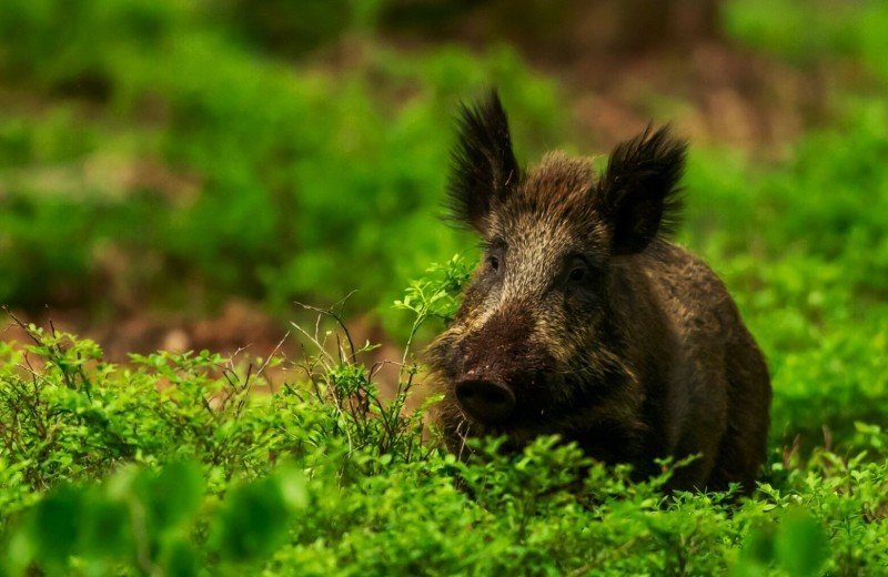 Wildbeobachtungen auf den Dellen